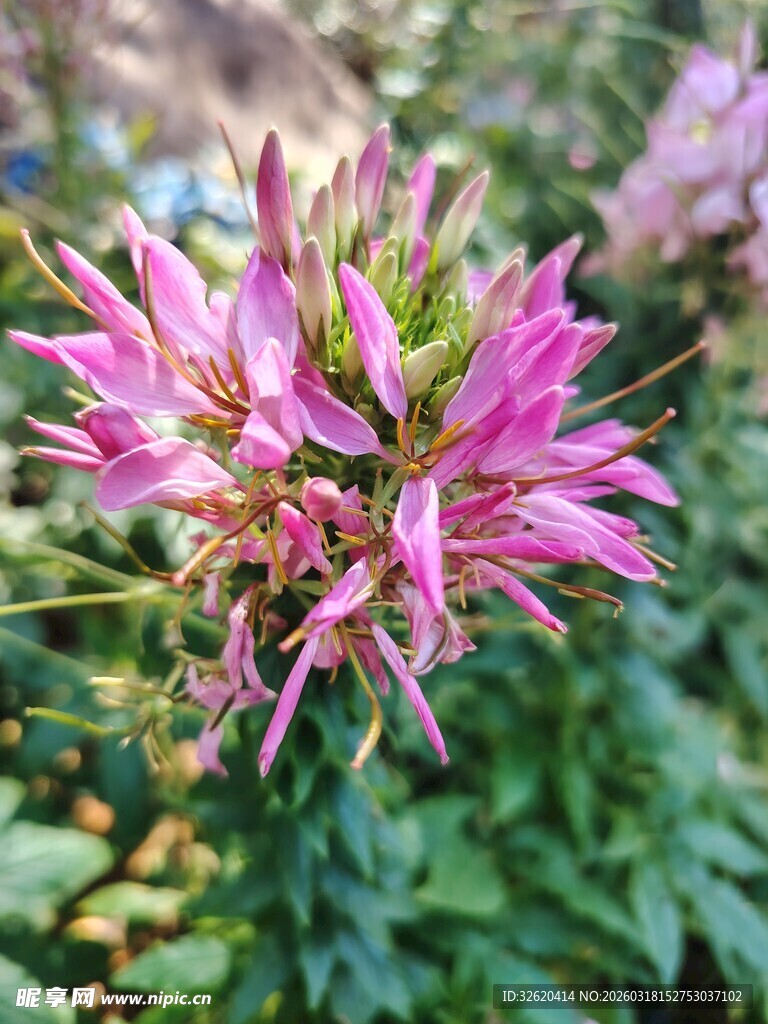娇艳粉色花朵