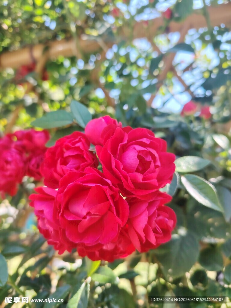 娇艳红玫瑰绽放于绿叶间