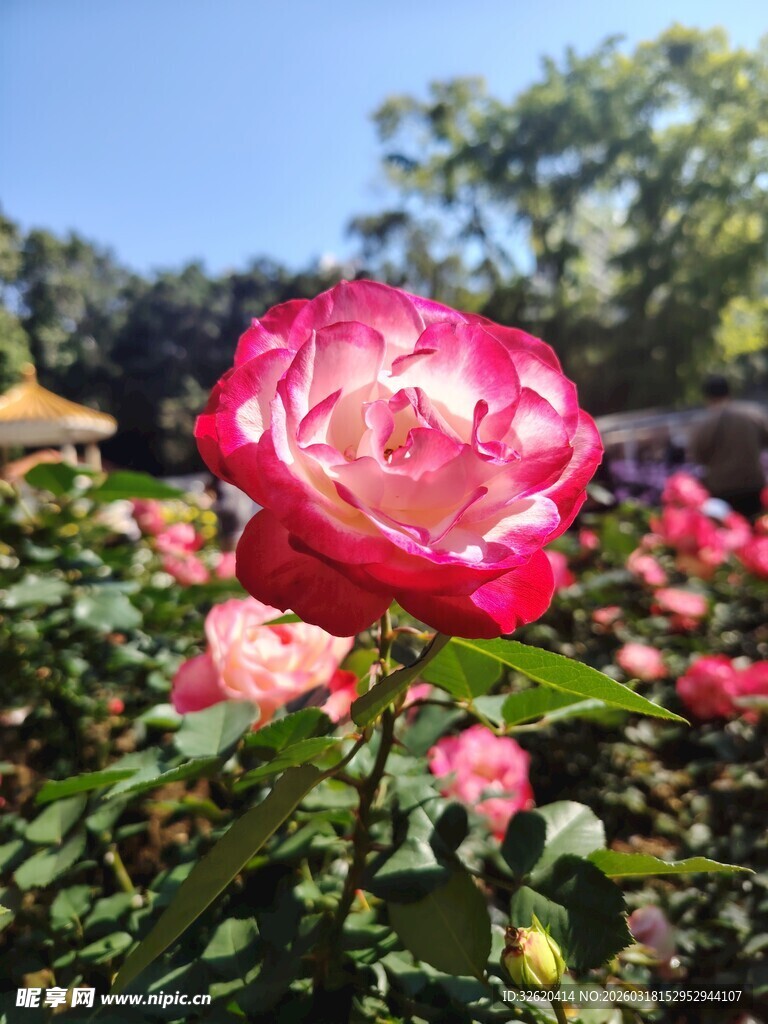 月季花