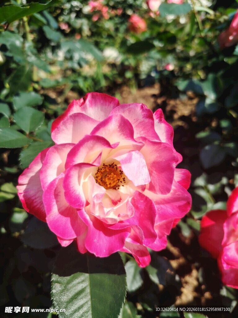 月季花