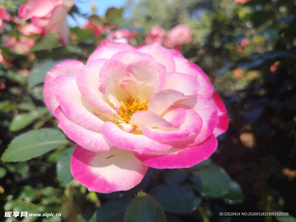 月季花
