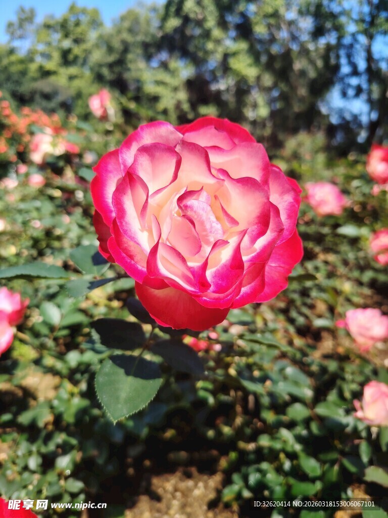 月季花