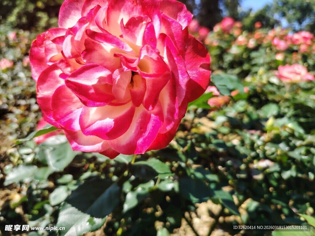 月季花