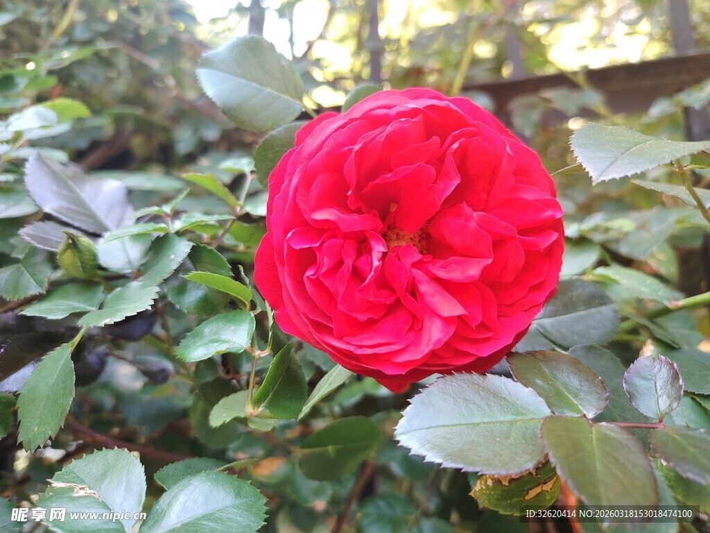 月季花