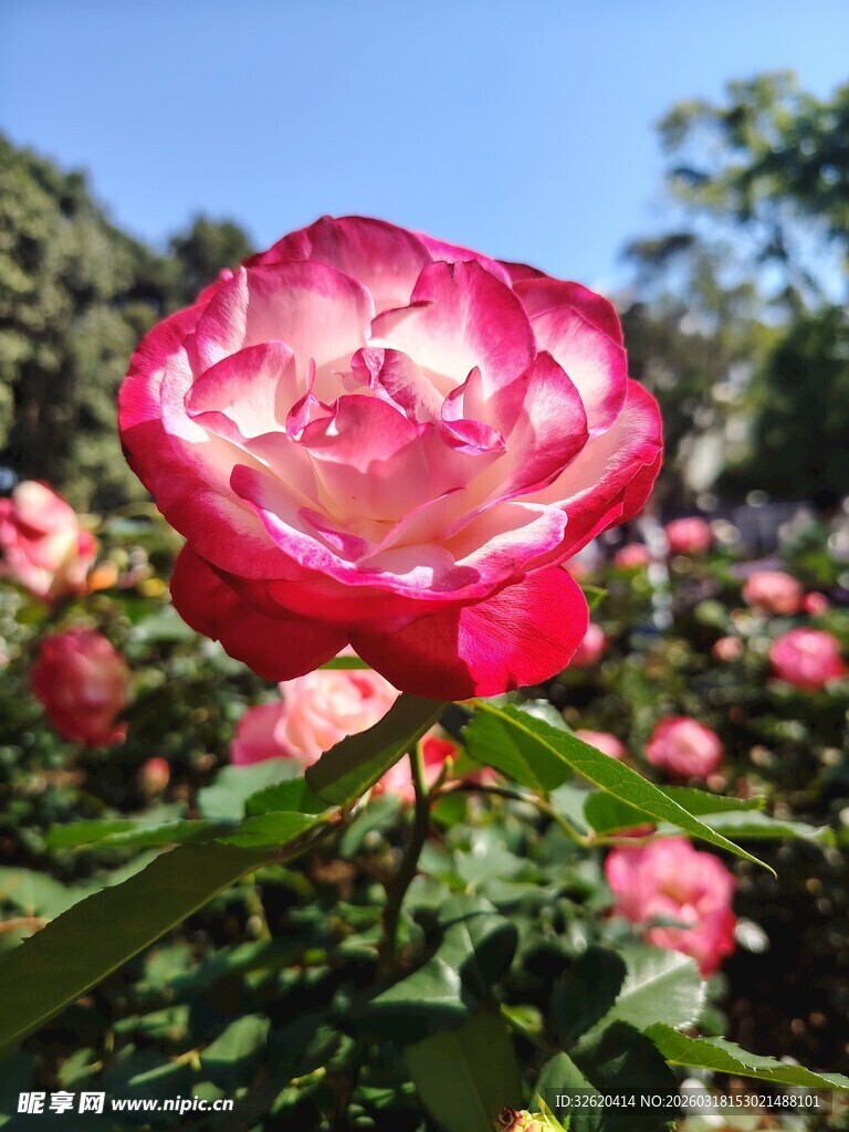 月季花