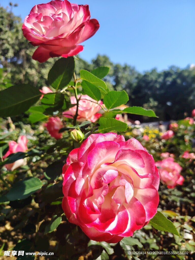 月季花