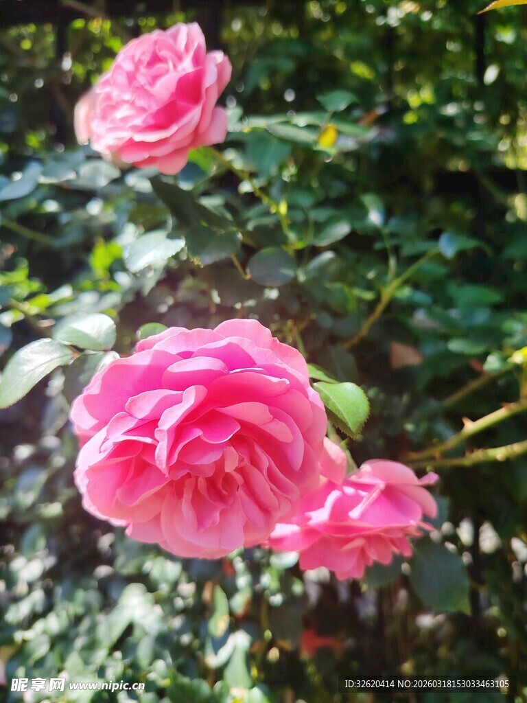 月季花
