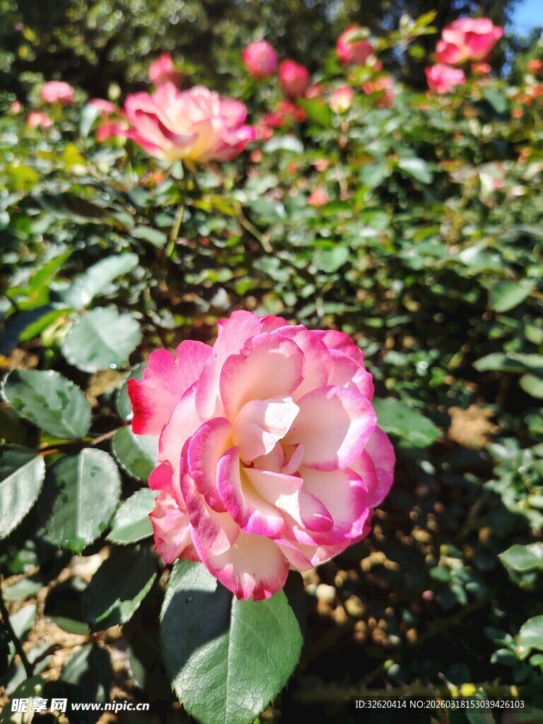 月季花