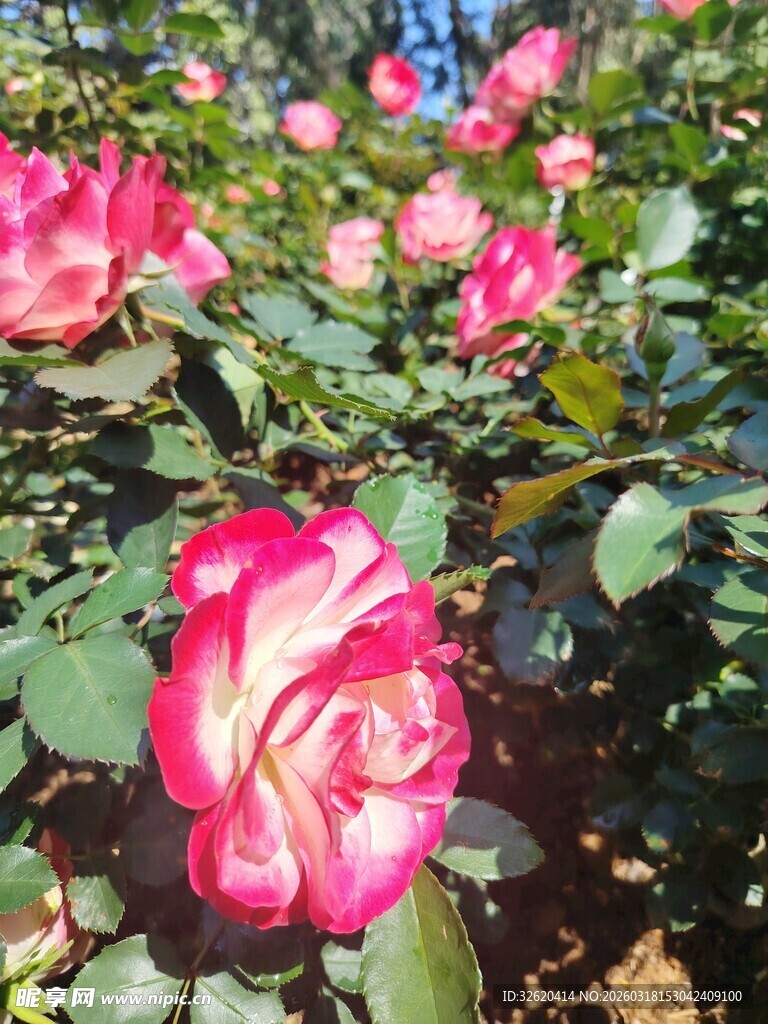 月季花