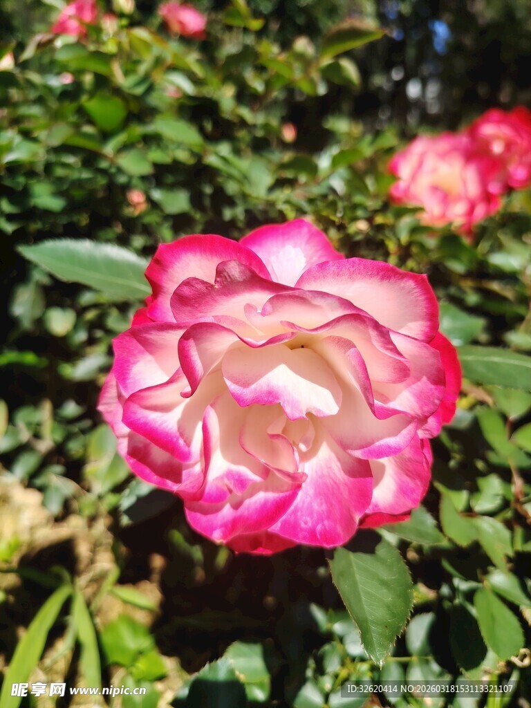 月季花