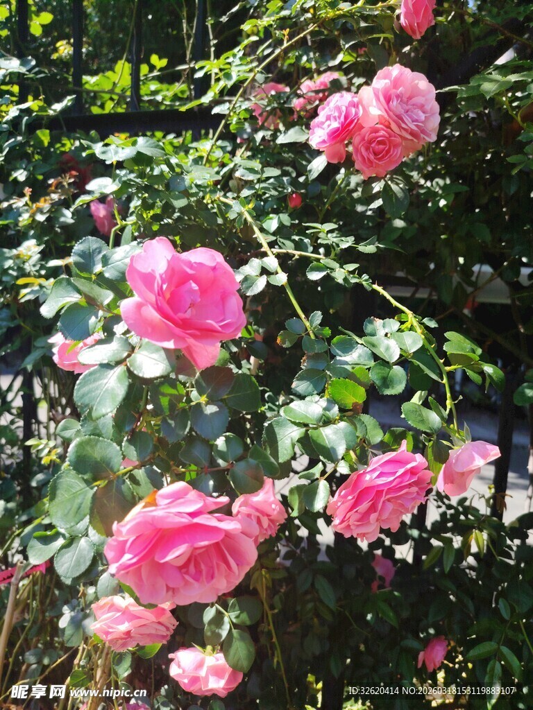 月季花