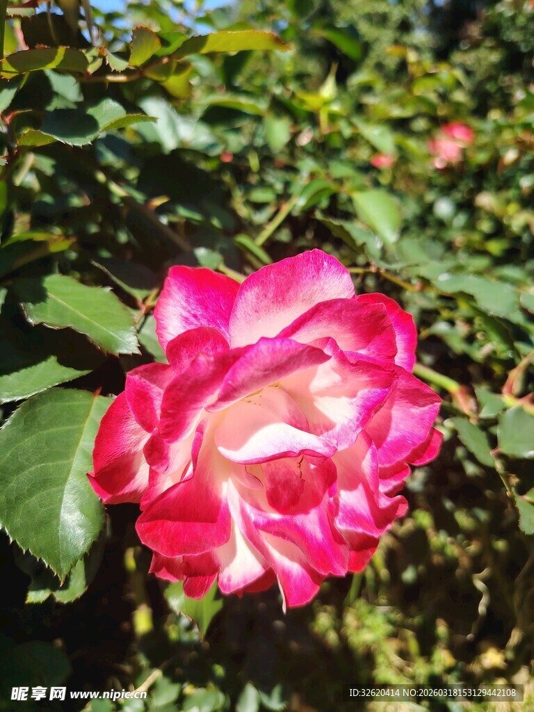 月季花