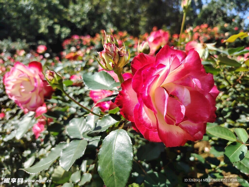 月季花