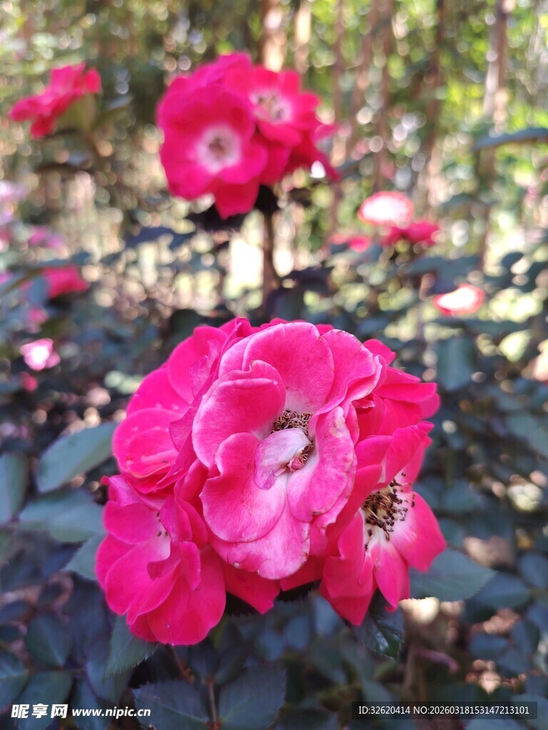 月季花