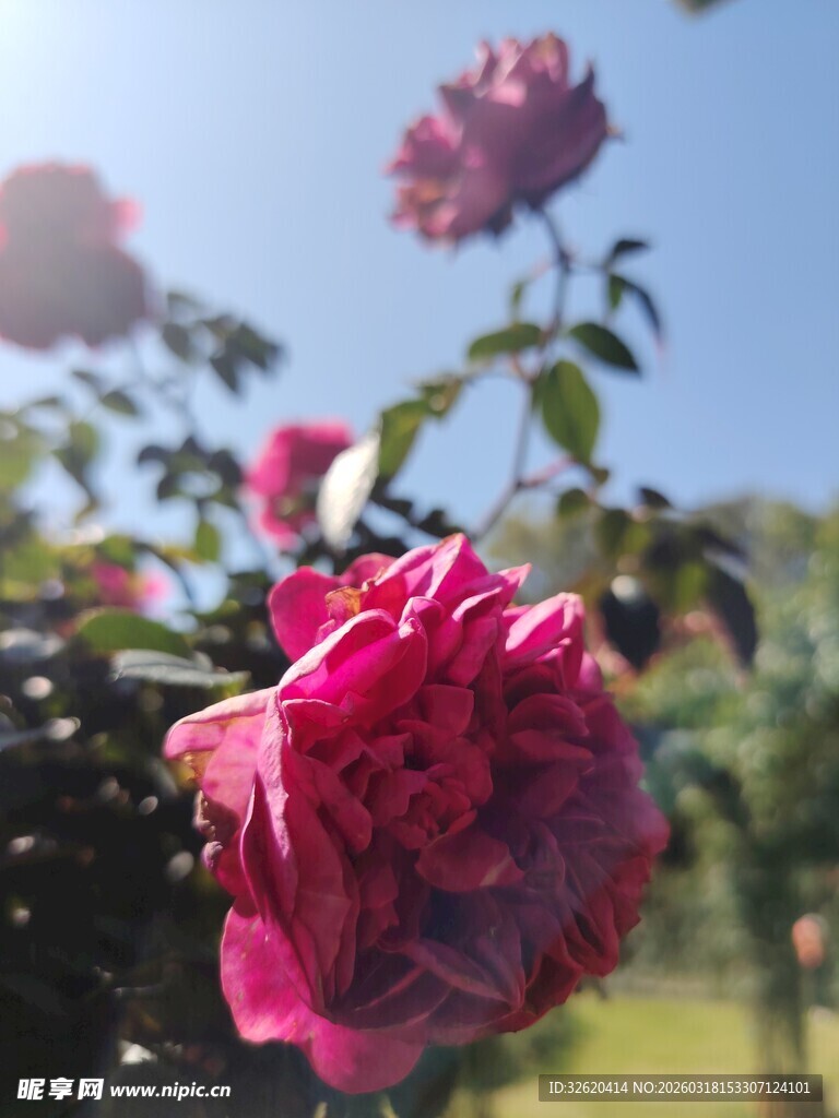 月季花