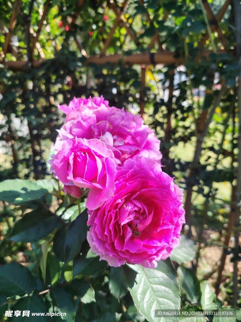月季花