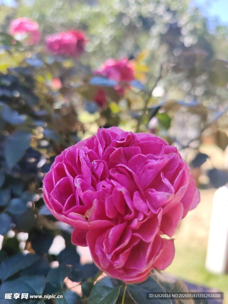 月季花
