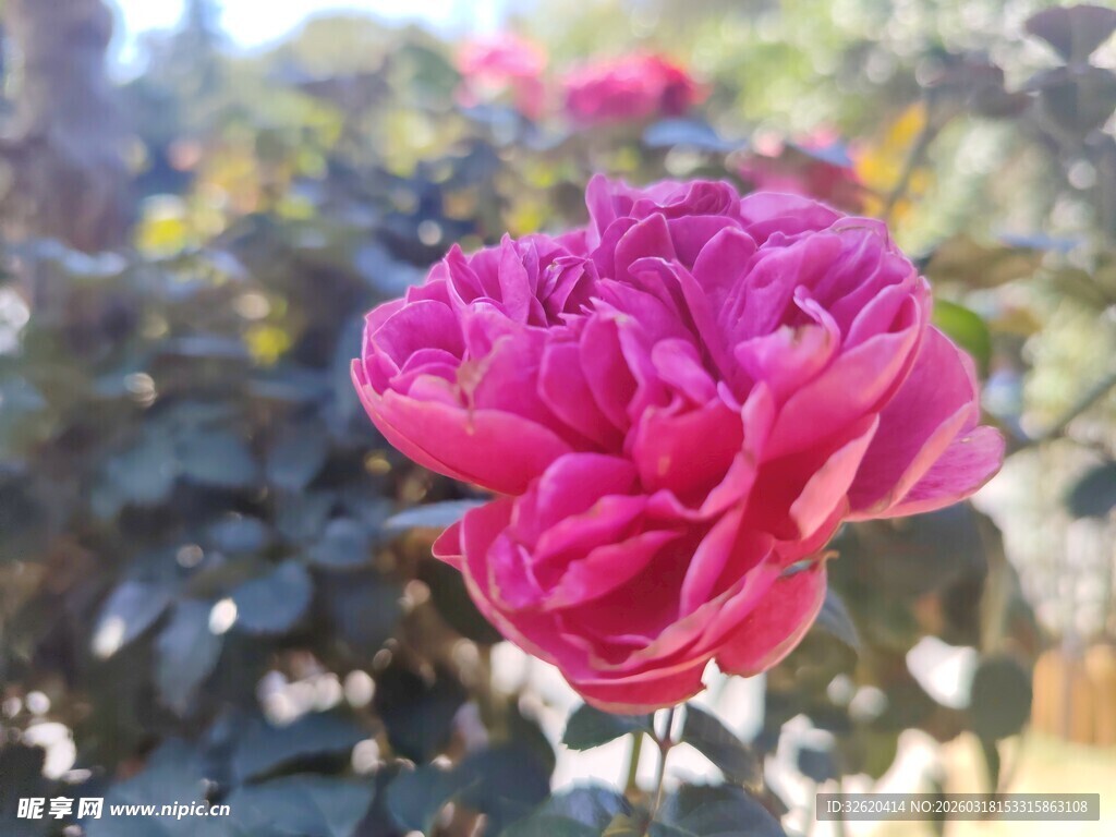 月季花