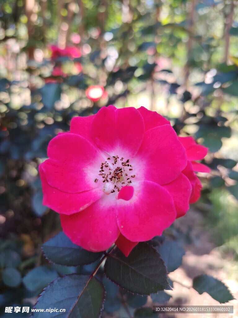 娇艳红玫瑰绽放于绿植间