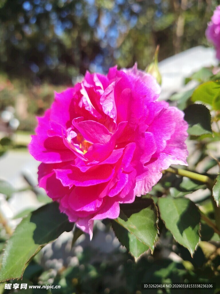 月季花