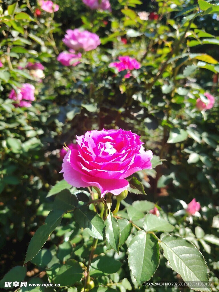 月季花