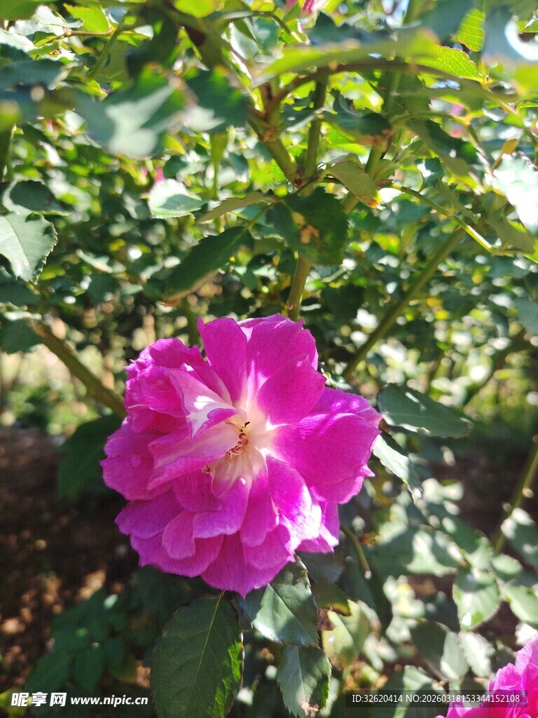 月季花