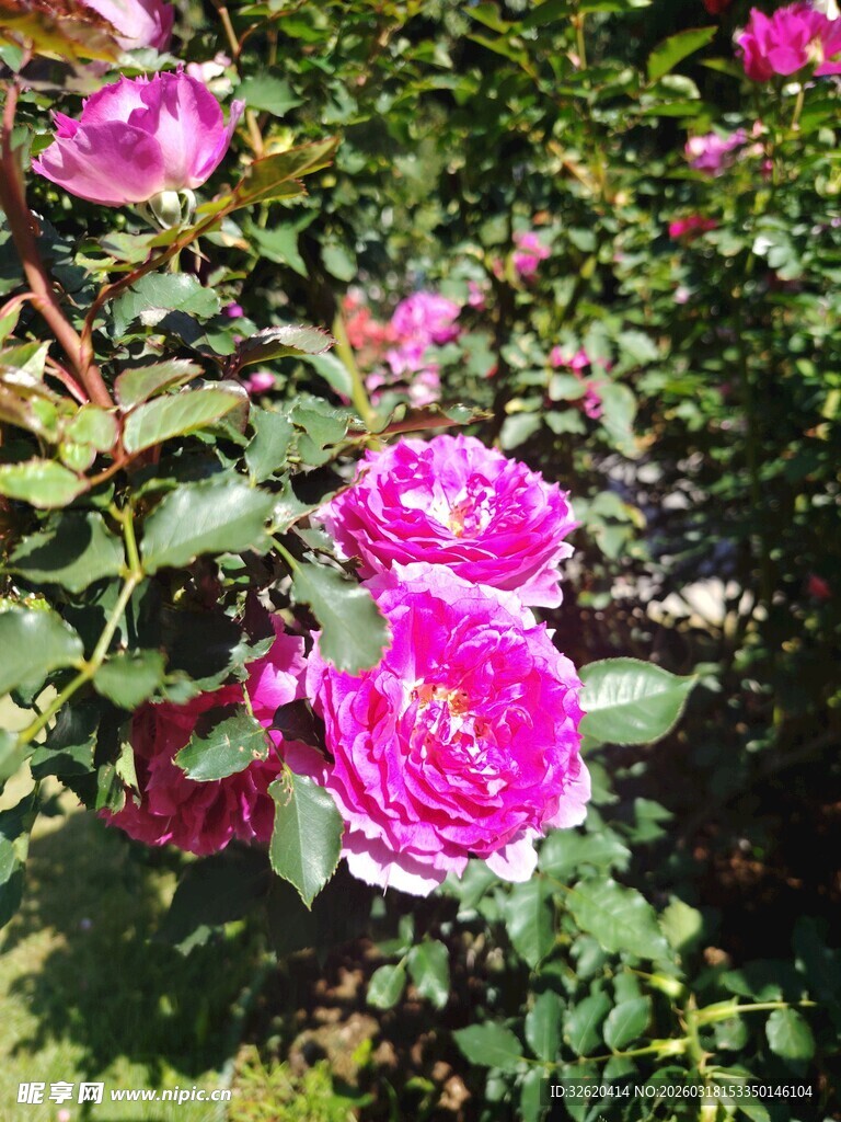 月季花