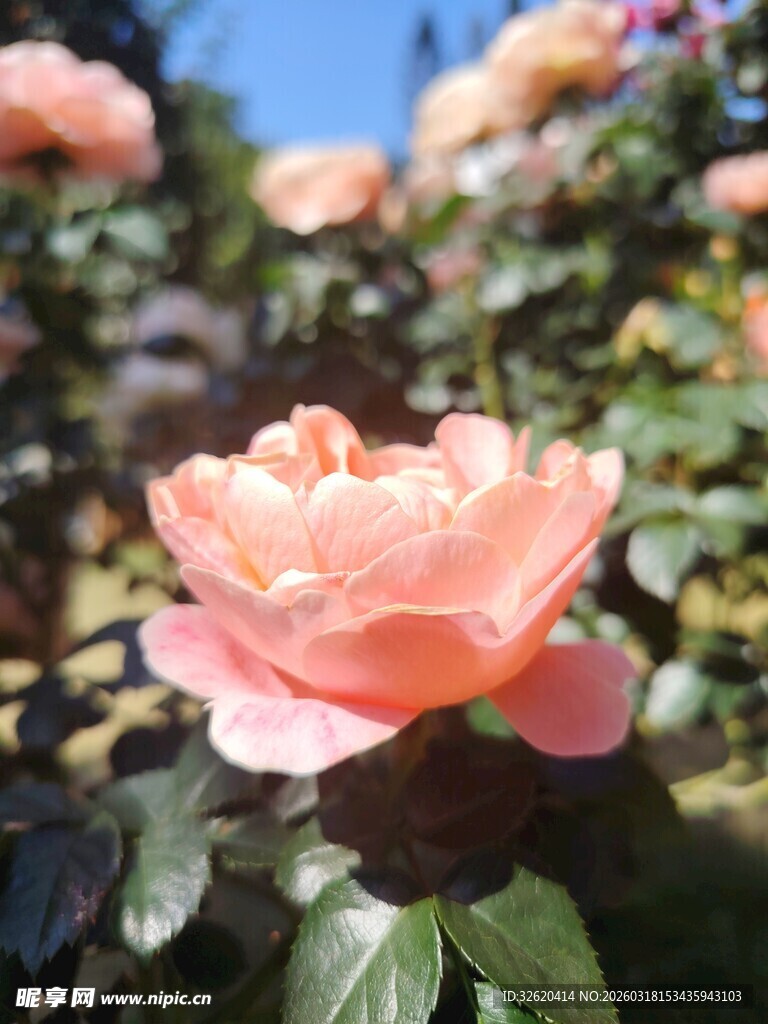 娇艳粉玫瑰绽放于花丛