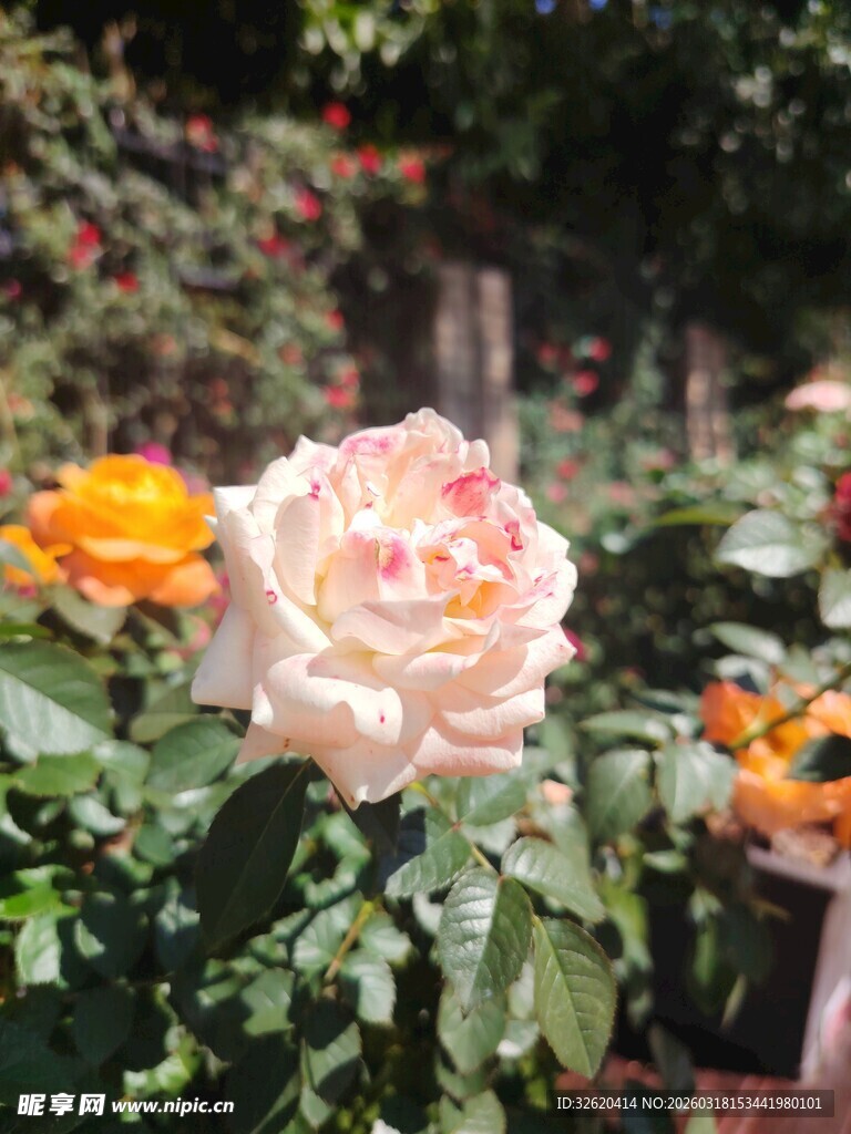 月季花