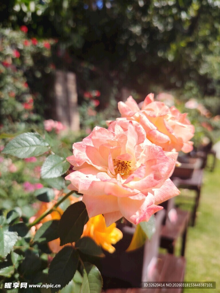 月季花