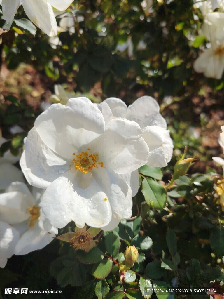 洁白盛放的美丽月季花