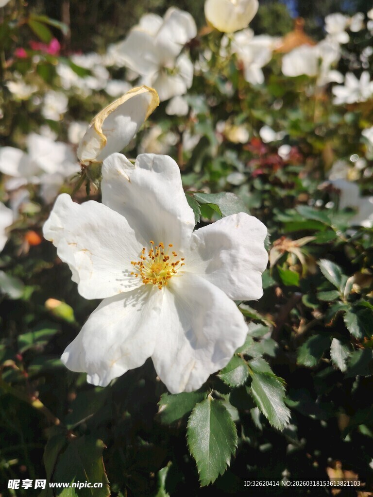 白色蔷薇花绽放美景