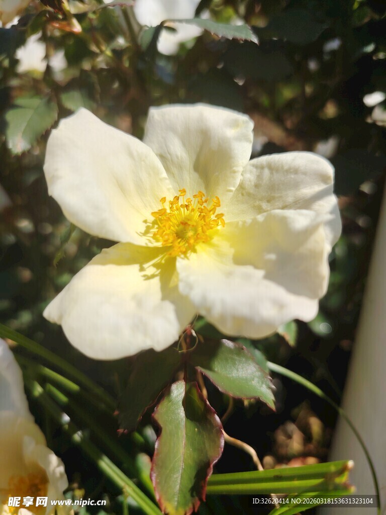白色单瓣花