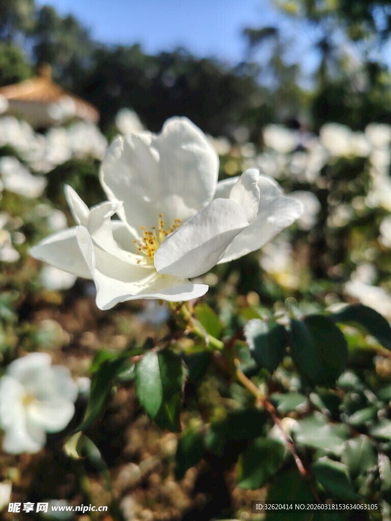洁白蔷薇绽放于绿意间
