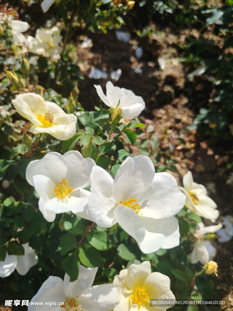 白色花朵绽放于绿叶间