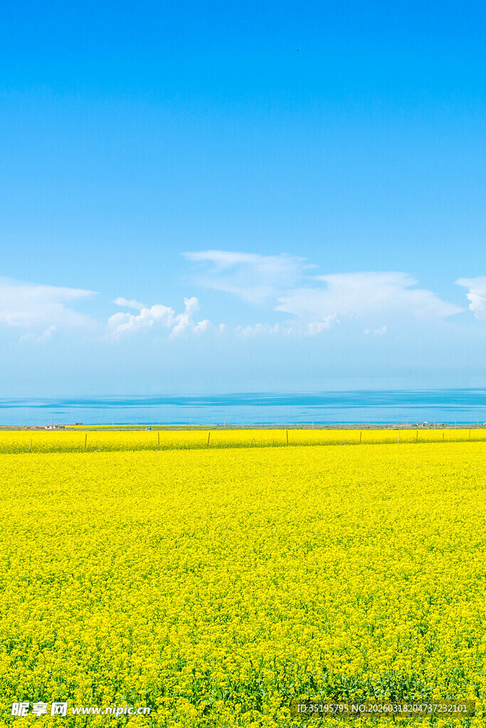 金黄油菜田与蓝天美景
