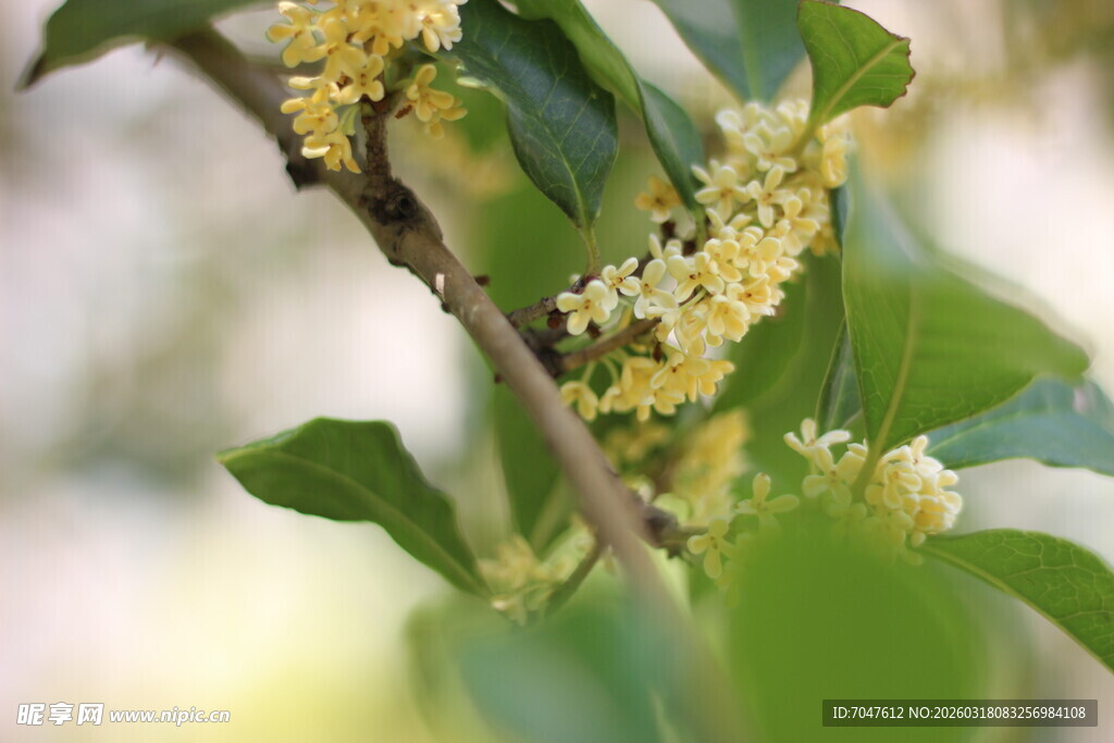 枝头绽放的桂花