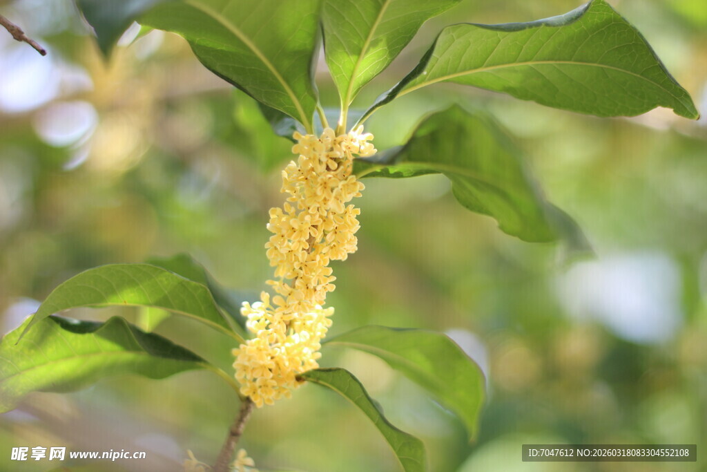 金黄花穗的绿植特写