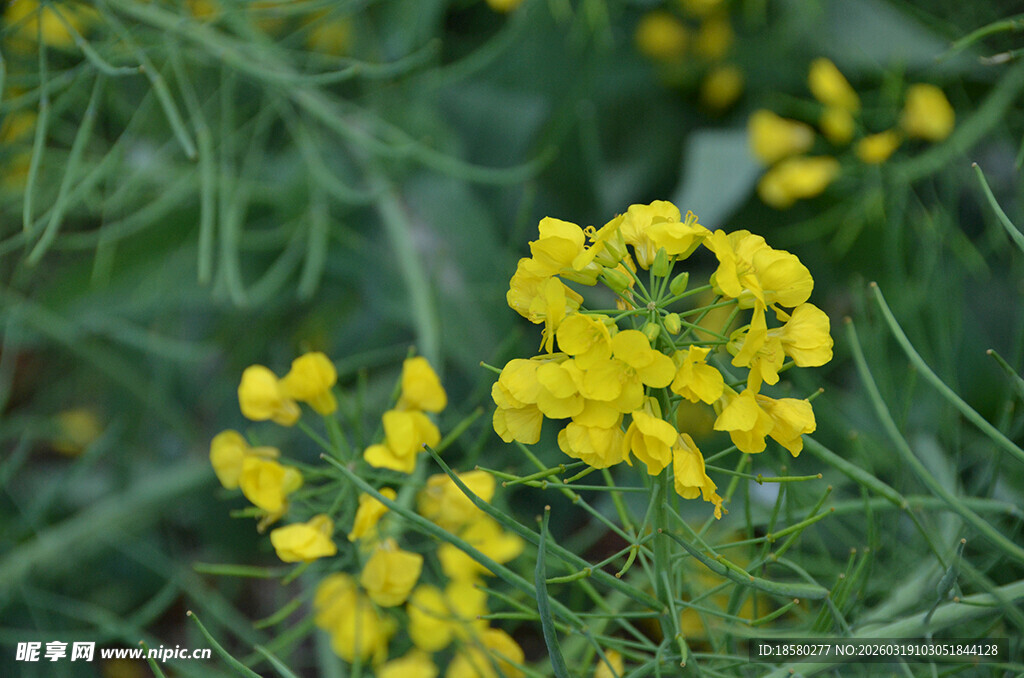 绽放的黄色油菜花小花
