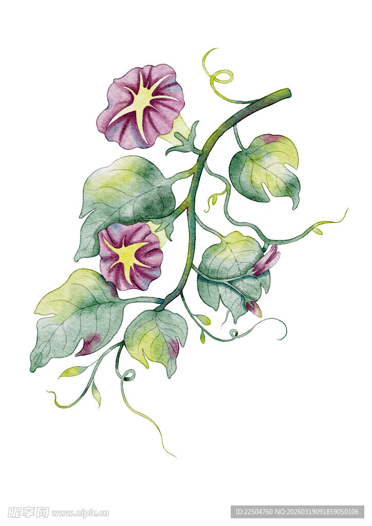 手绘中药素材牵牛花