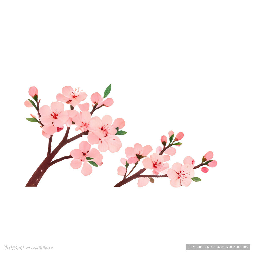 粉色樱花枝插画