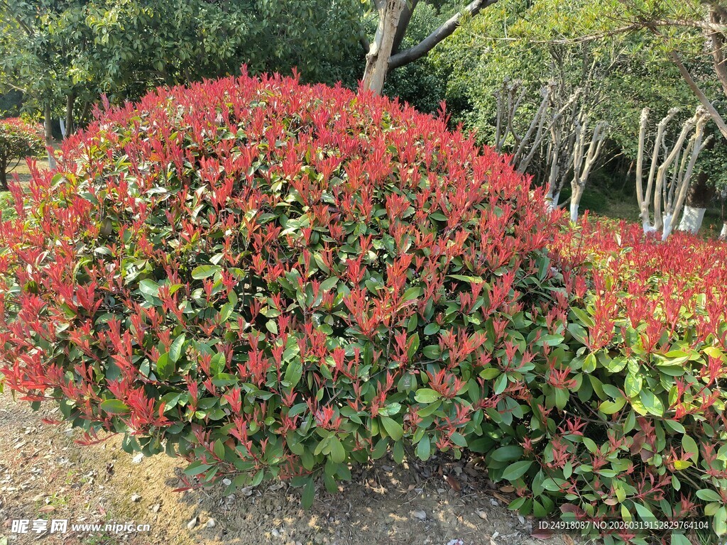 艳丽红灌木绽放生机