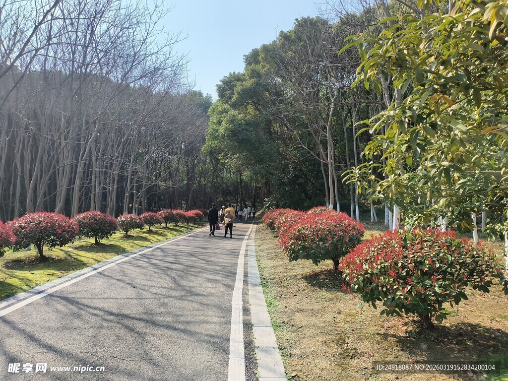春日林荫小道风景
