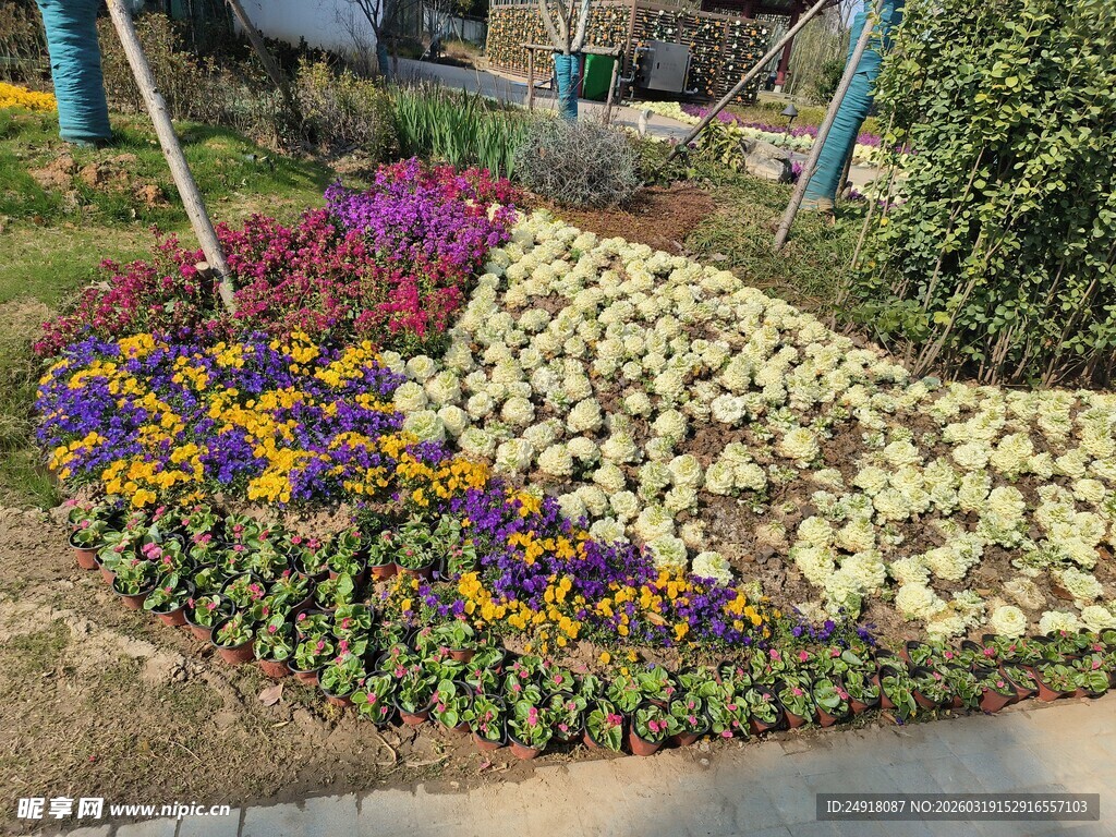 多彩花坛装点美丽角落