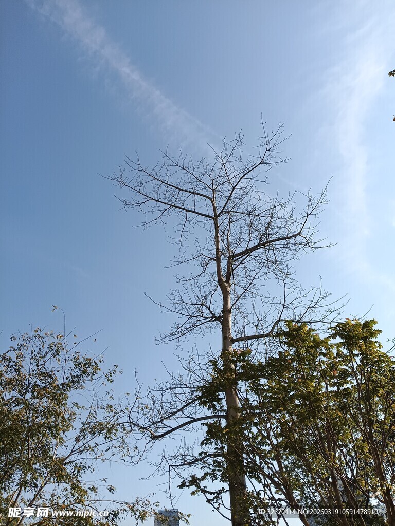 蓝天中挺立的光秃树木