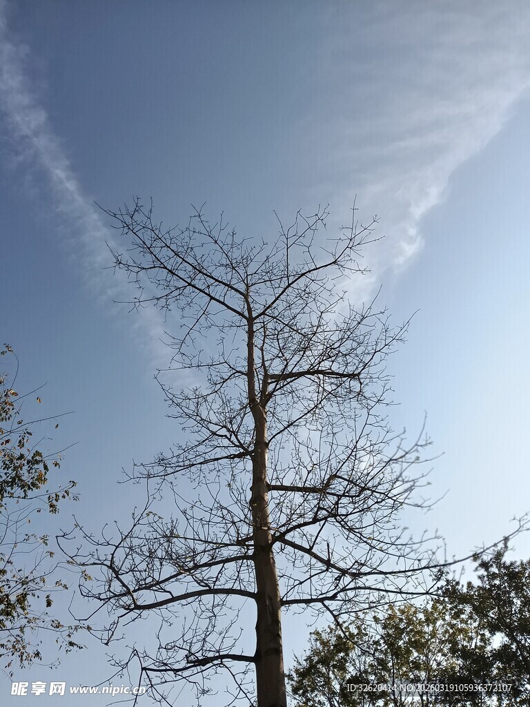 蓝天映衬下的光秃树木
