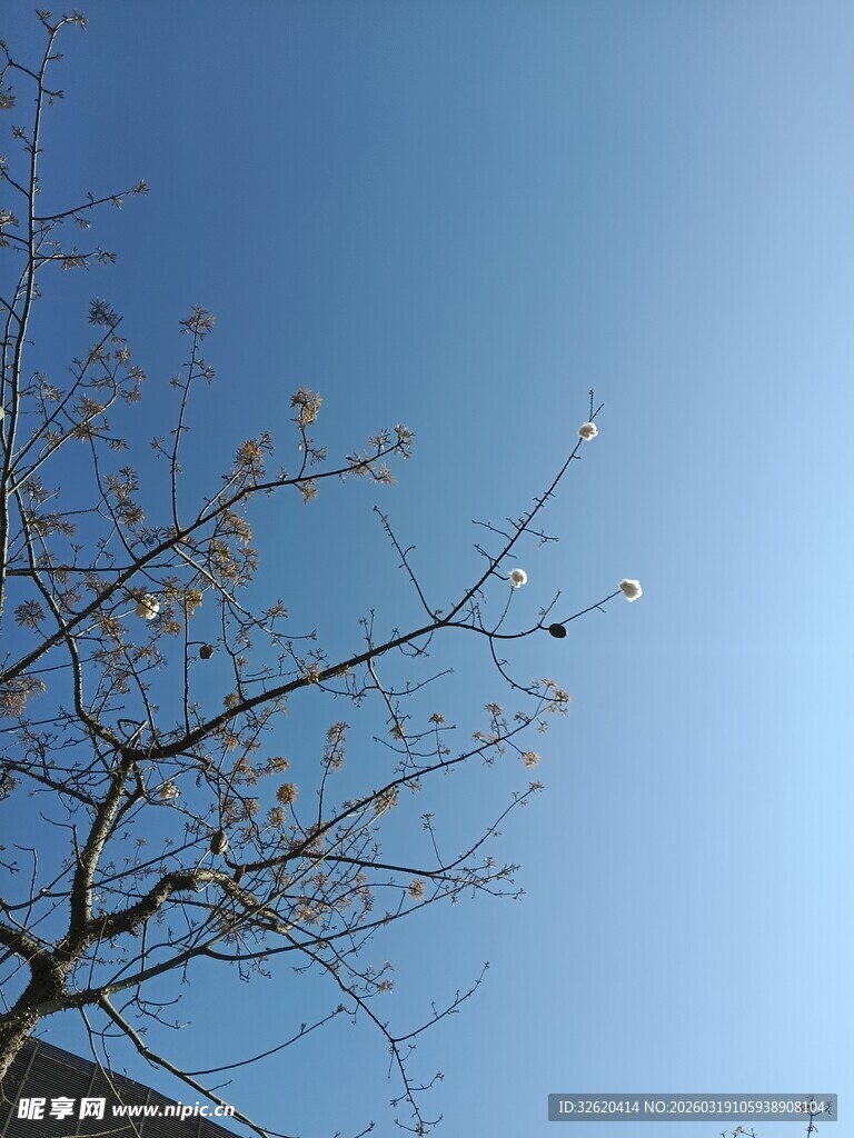 蓝天枯枝景象