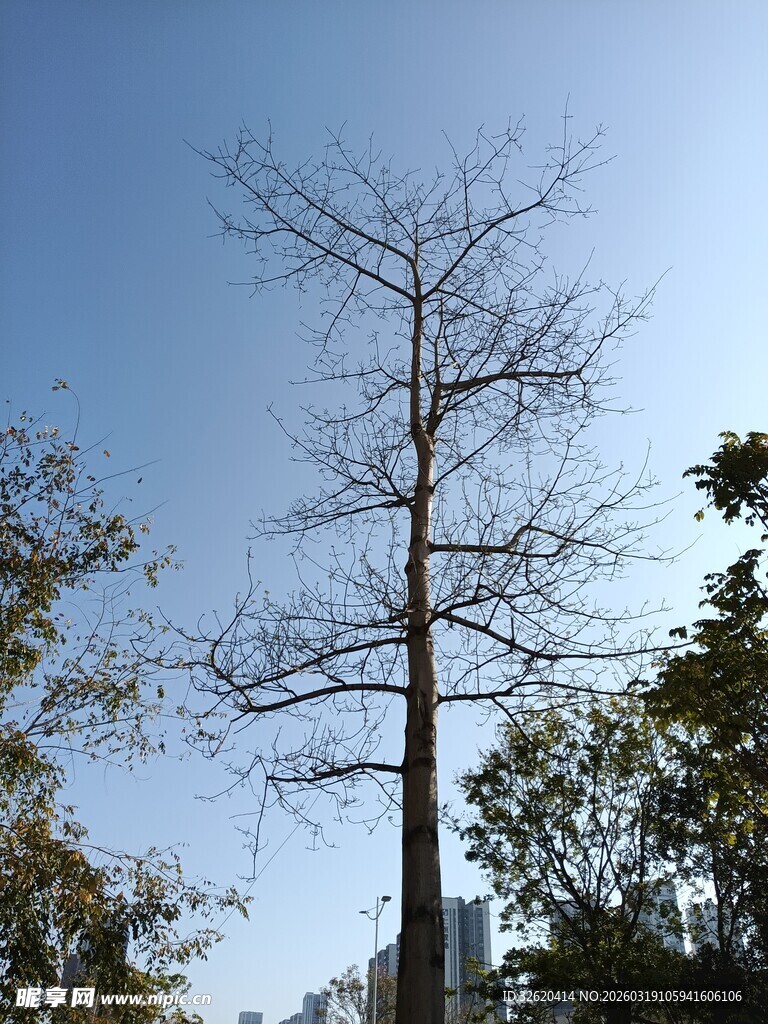 蓝天中挺立的光秃树木