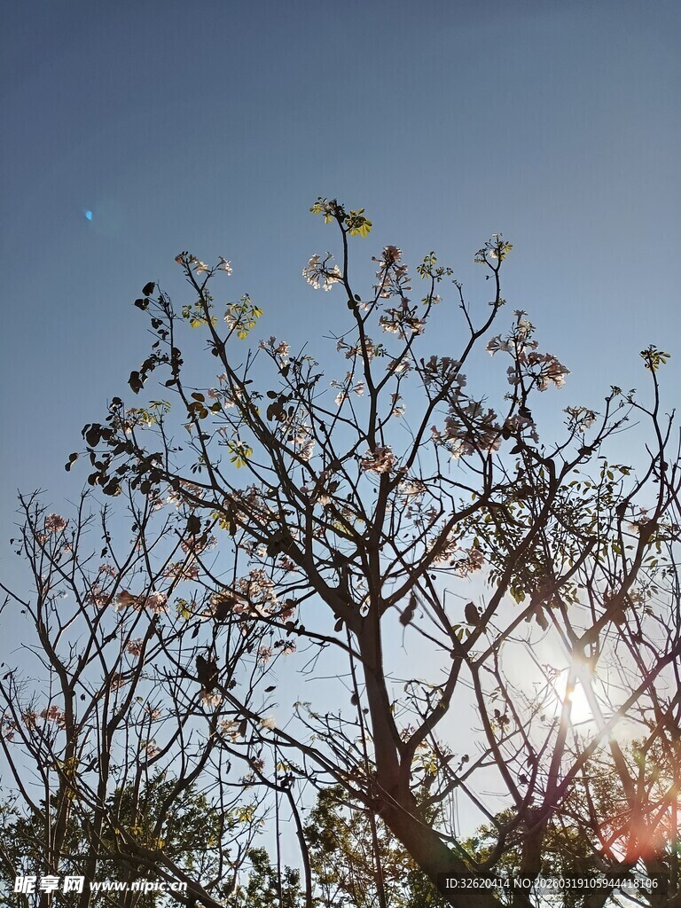 阳光下的光秃树枝