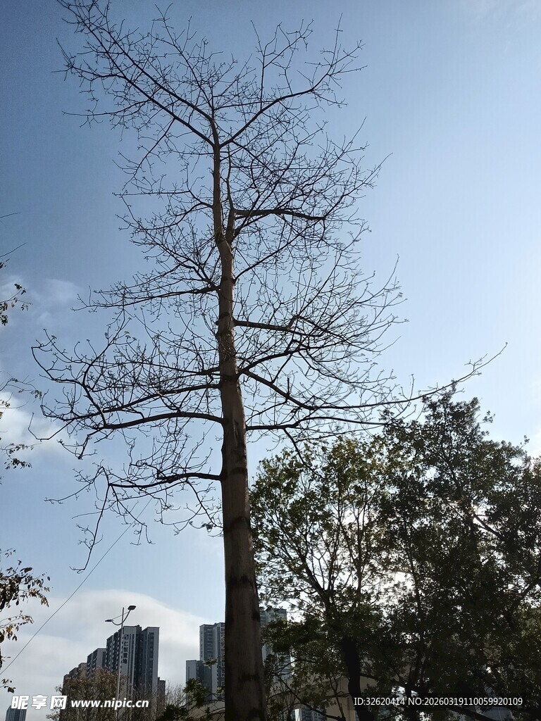 蓝天映衬下的光秃树木